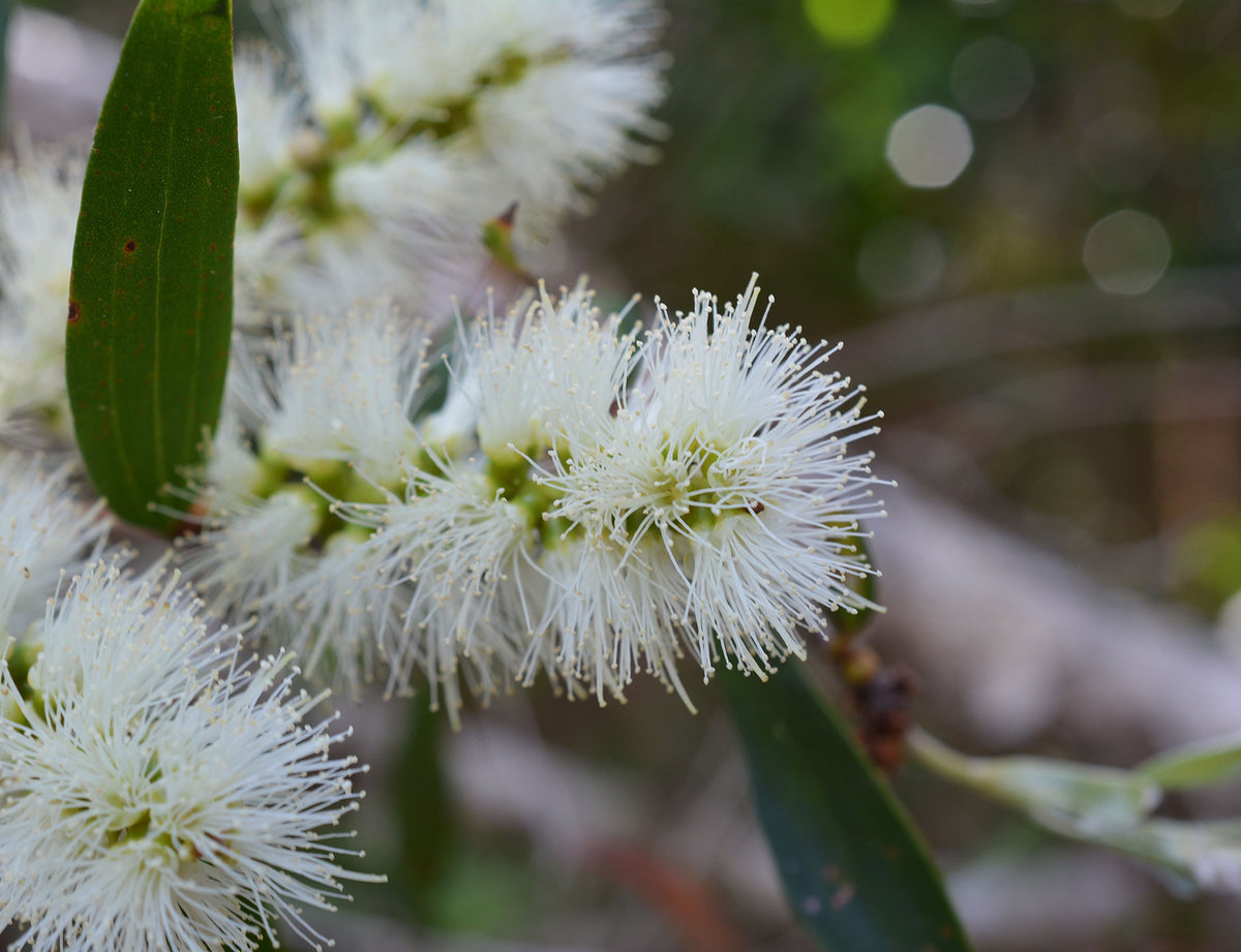 Eucalyptus blossom honey with Bee Pollen