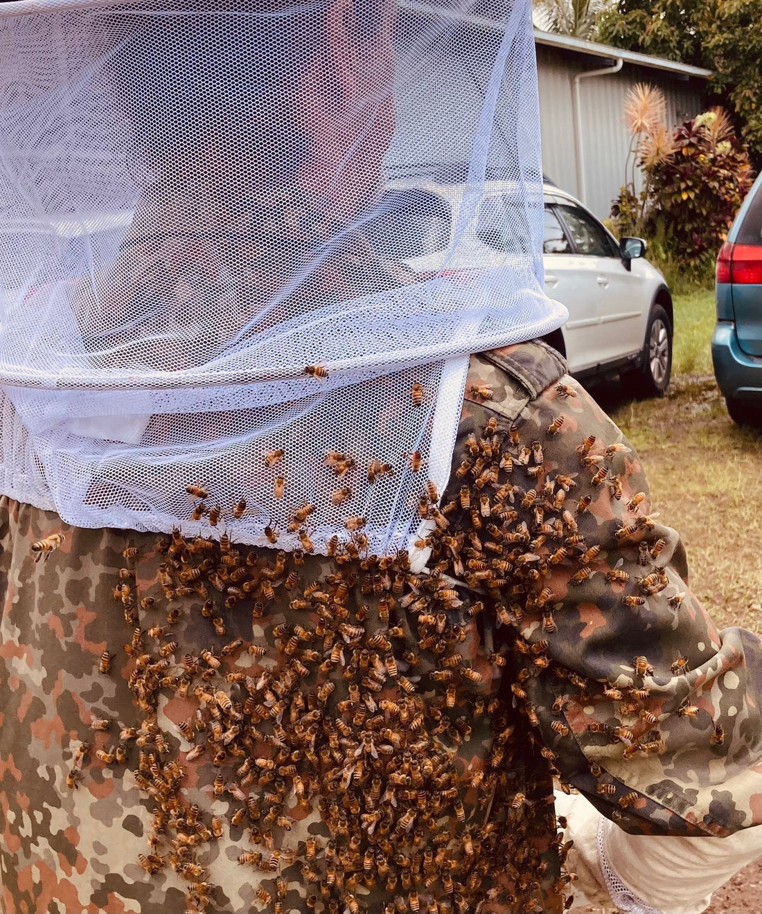 The story of many hives