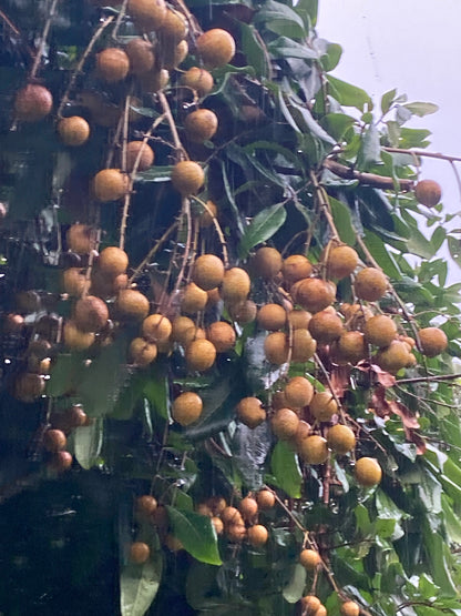 Longan blossom honey