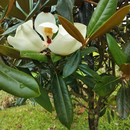 Tropical blossom honey