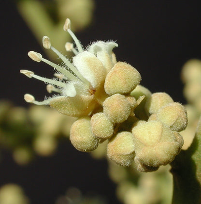 Longan blossom honey