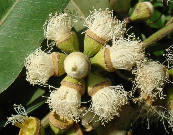 Eucalyptus blossom honey with Bee Pollen