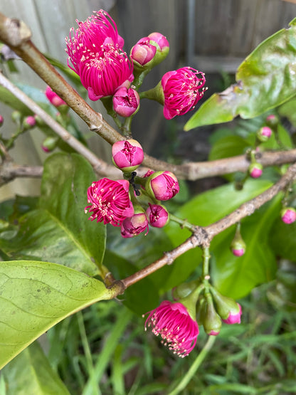 Tropical blossom honey