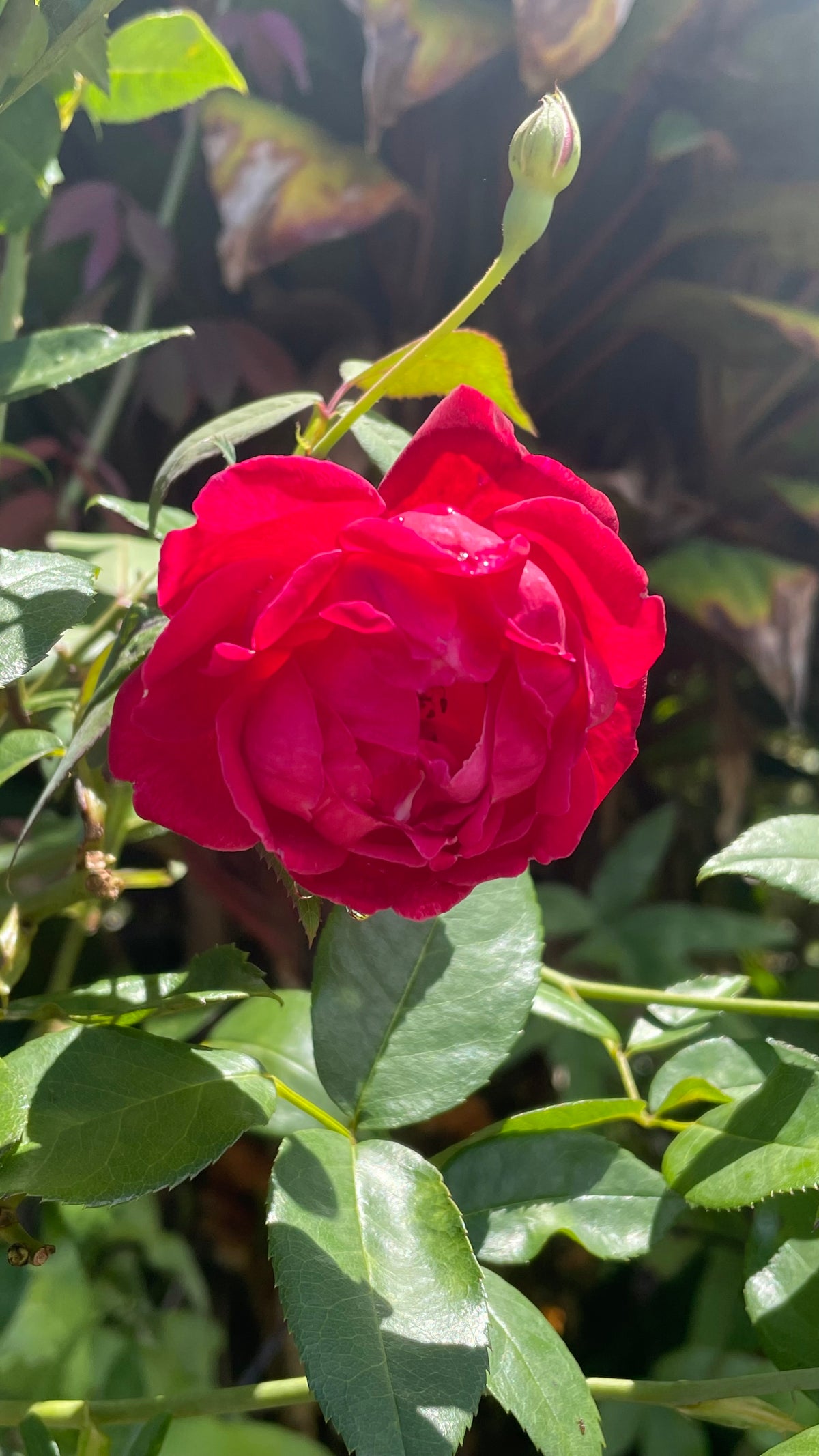 Tropical blossom honey