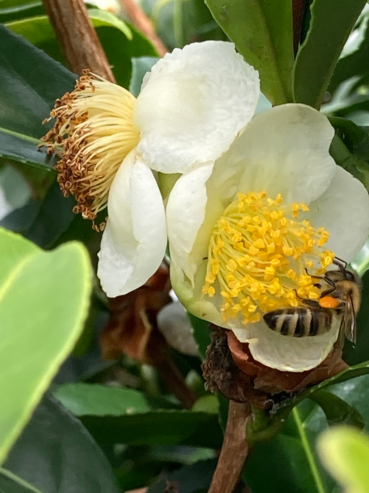 Tropical blossom honey