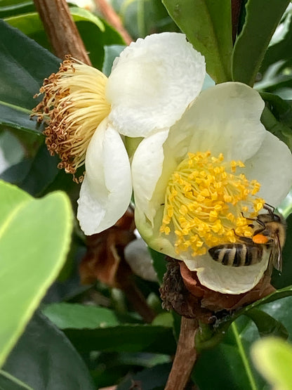 Tropical blossom honey