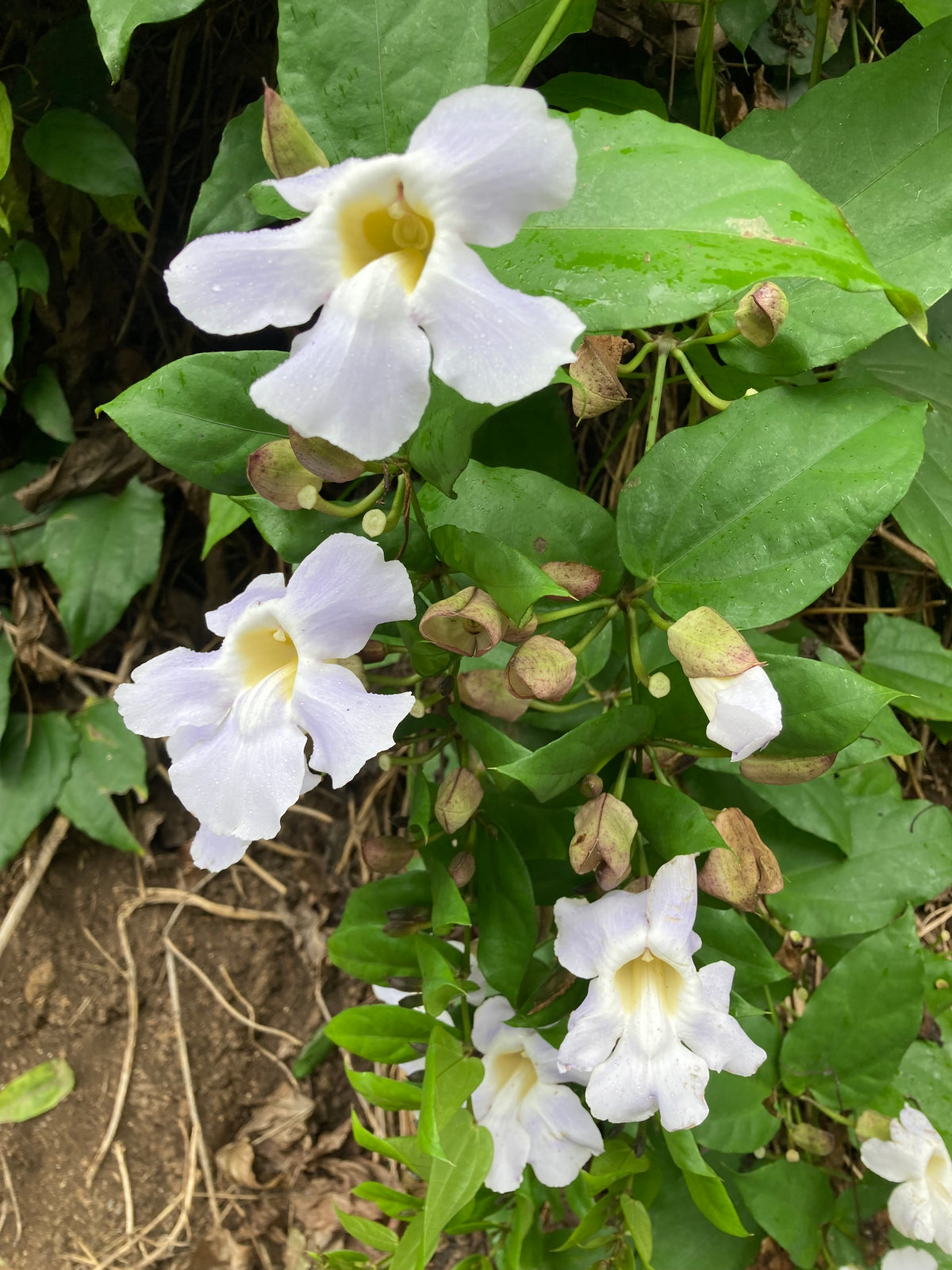 Tropical blossom honey