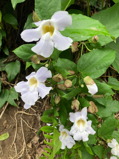 Tropical blossom honey