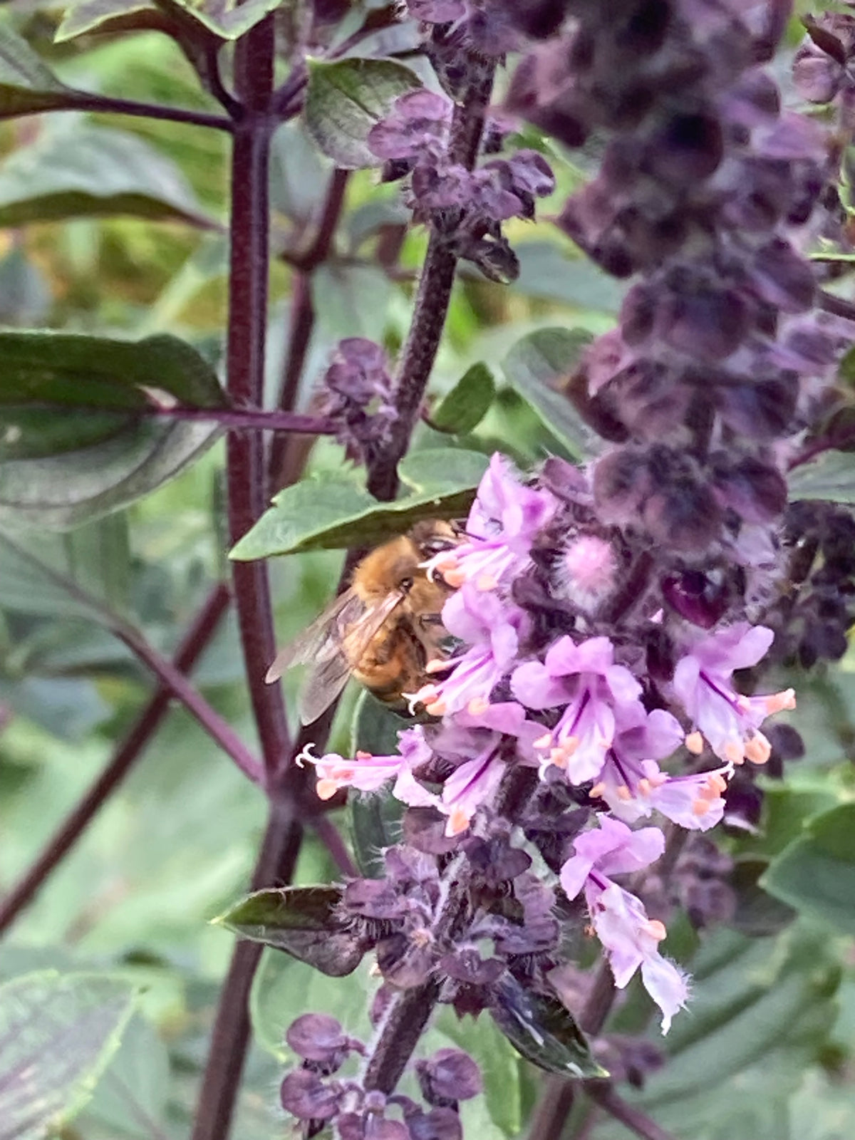 Tropical blossom honey