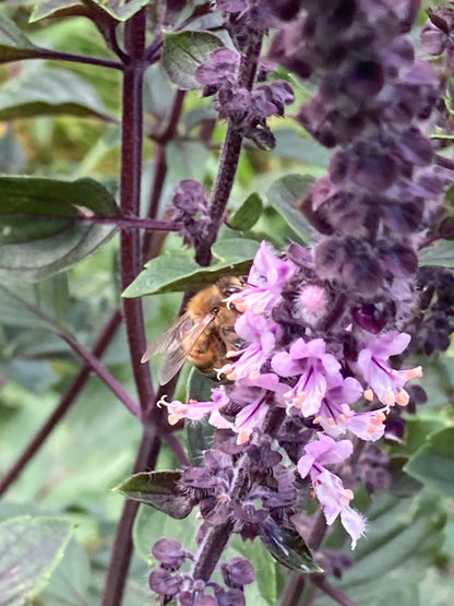 Tropical blossom honey