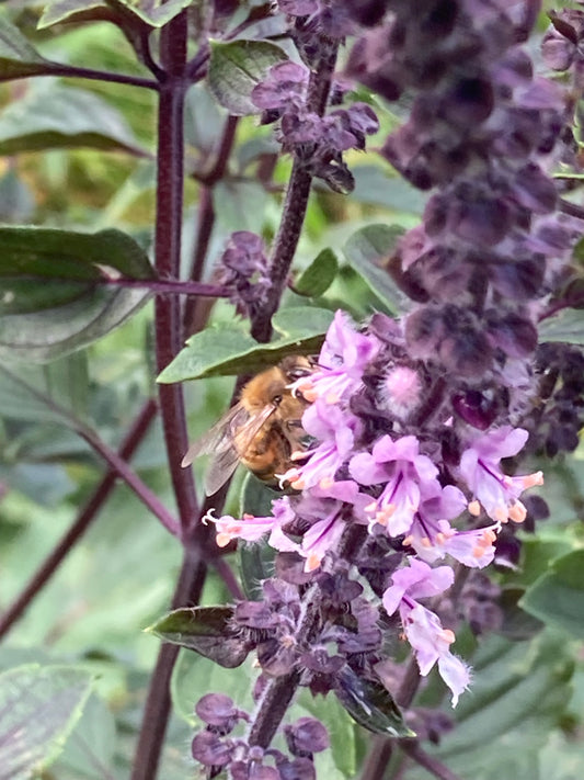 Tropical blossom honey