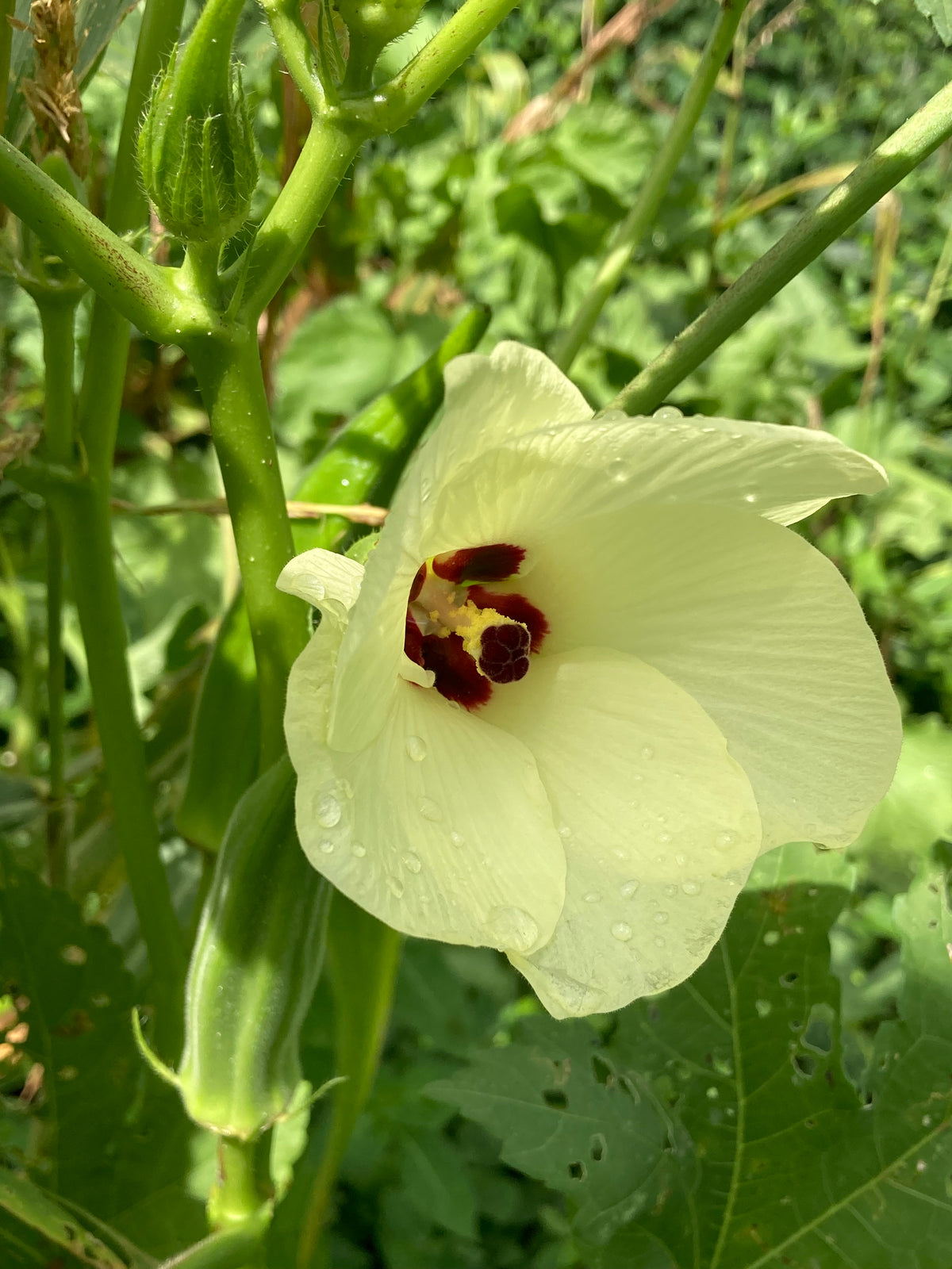 Tropical blossom honey