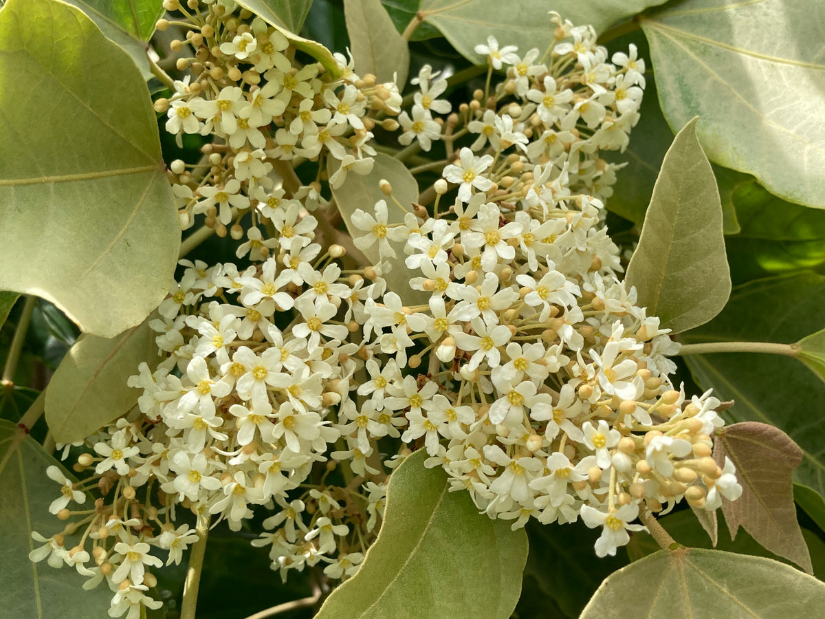 Tropical blossom honey