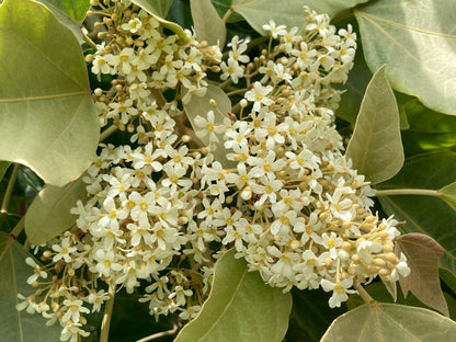 Tropical blossom honey